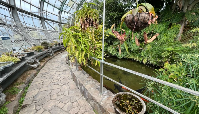 兵庫県姫路市「手柄山温室植物園」の大温室・食虫植物コーナー